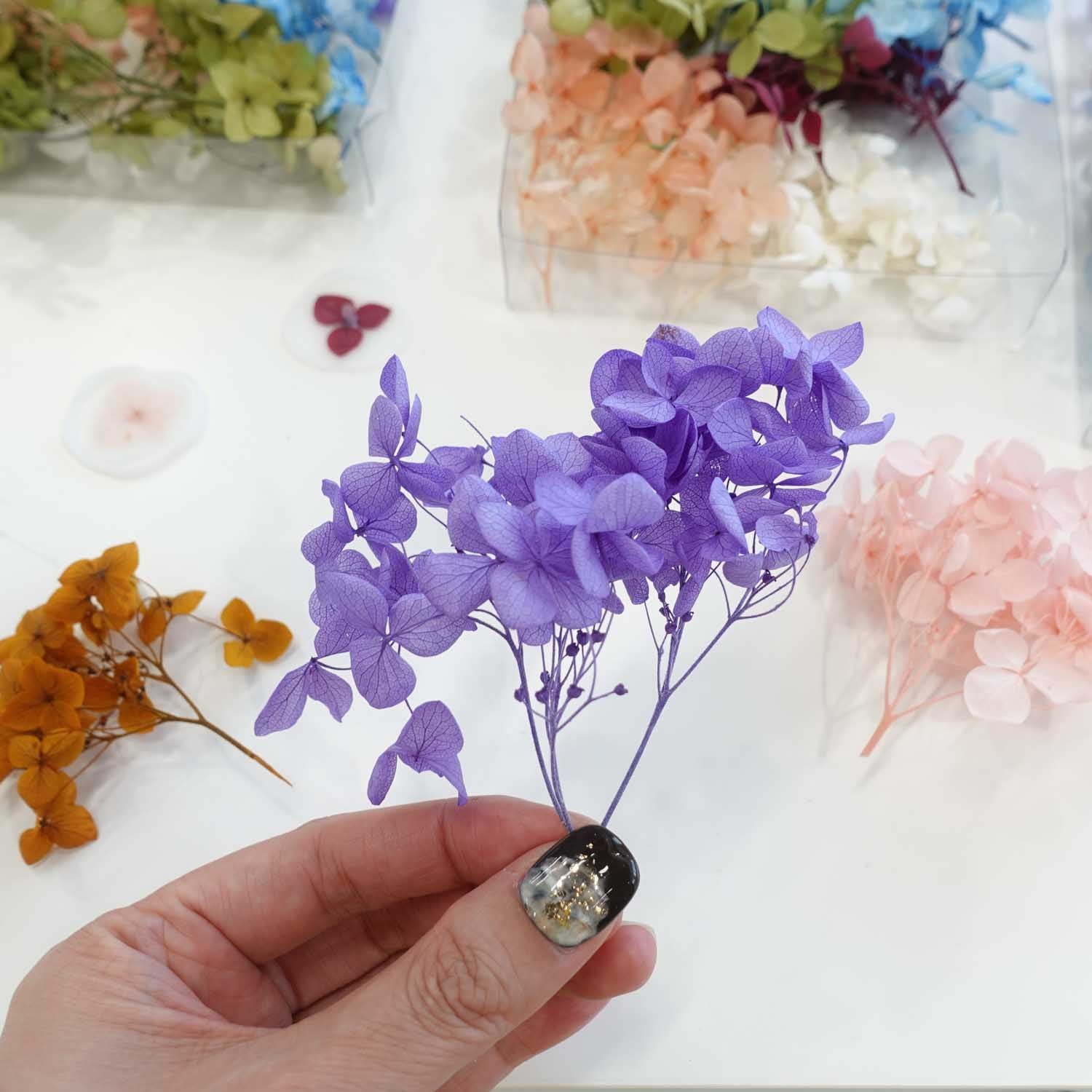 pink purple blue hydrangea dried flowers australia
