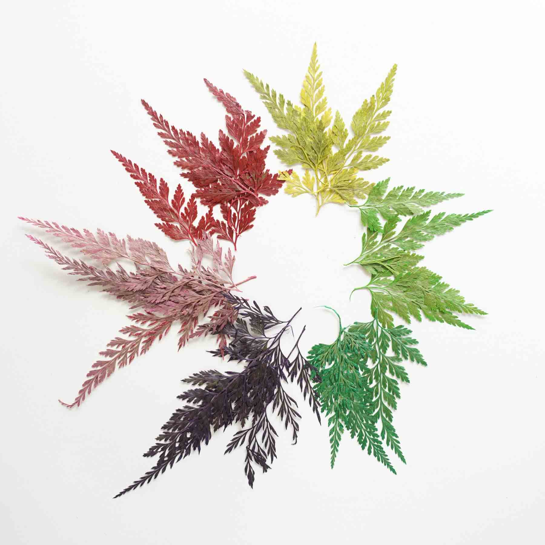 Assorted colourful pressed dried leaves for wax sealing and gift wrapping australia arts and crafts