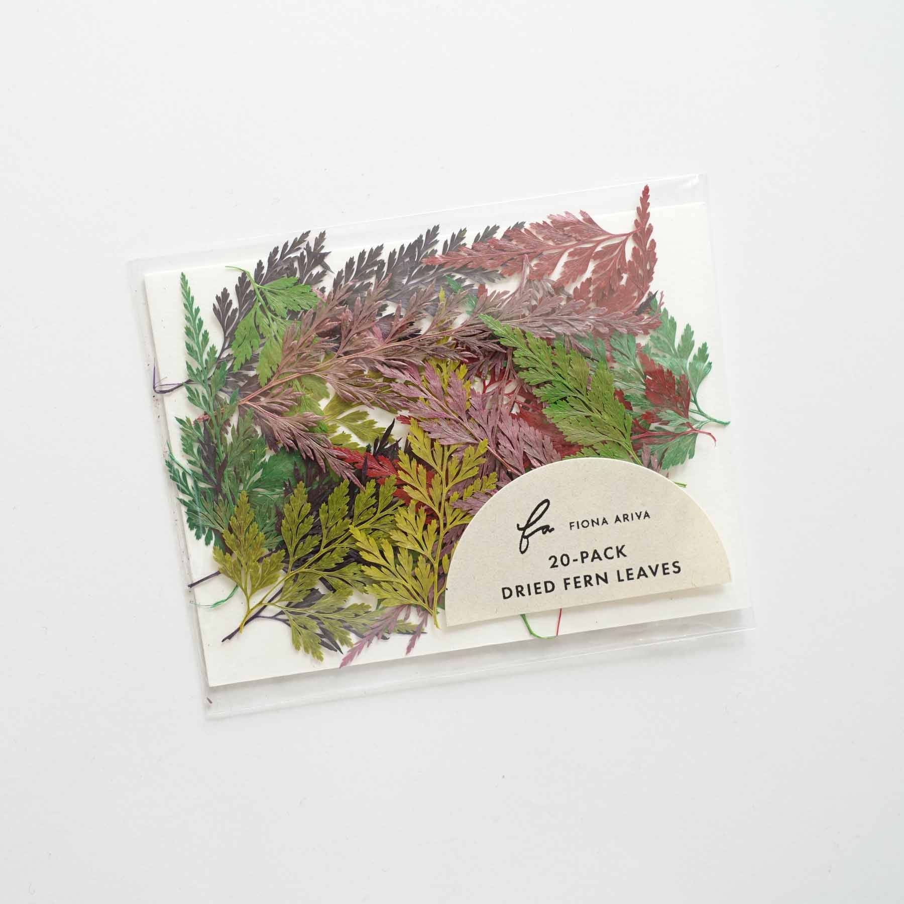 Dried fern leaves pack fiona ariva australia