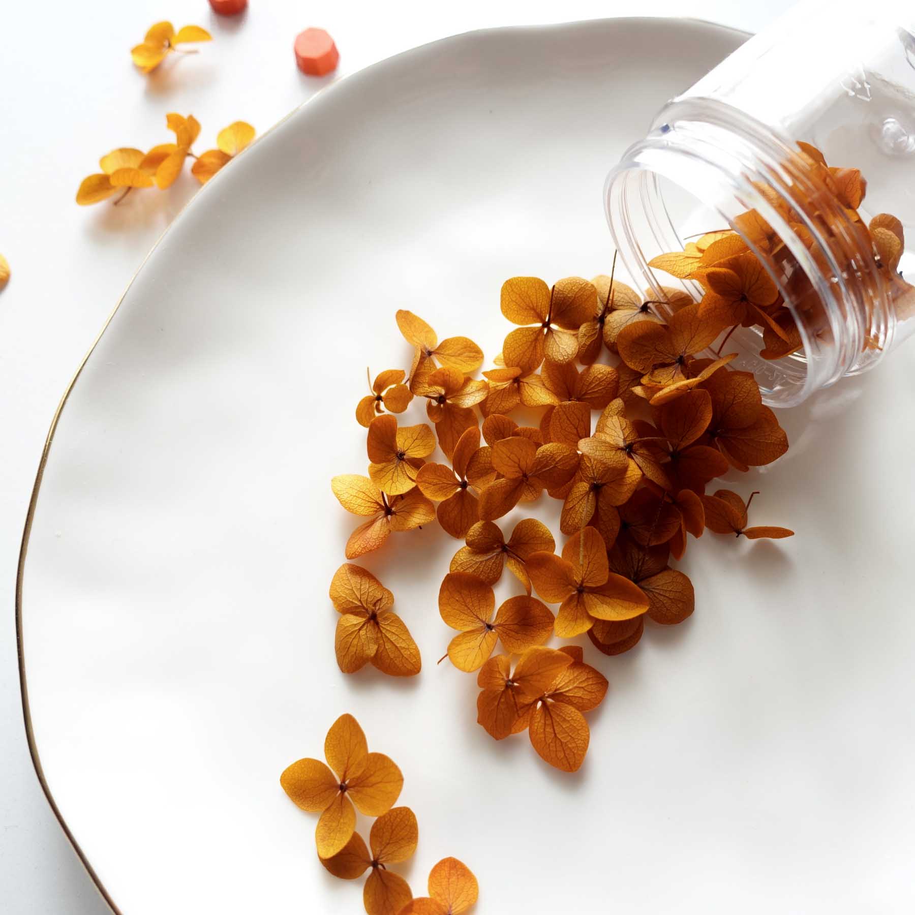 Burnt orange dried hydrangea petals australia