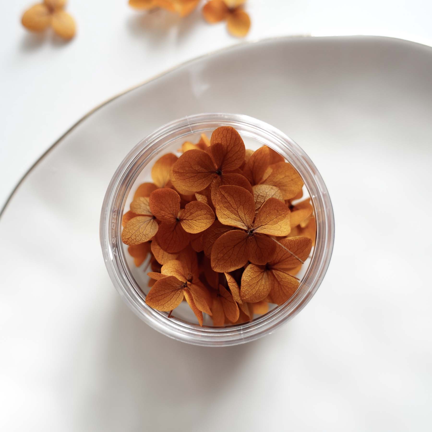 Burnt orange dried hydrangea petals australia