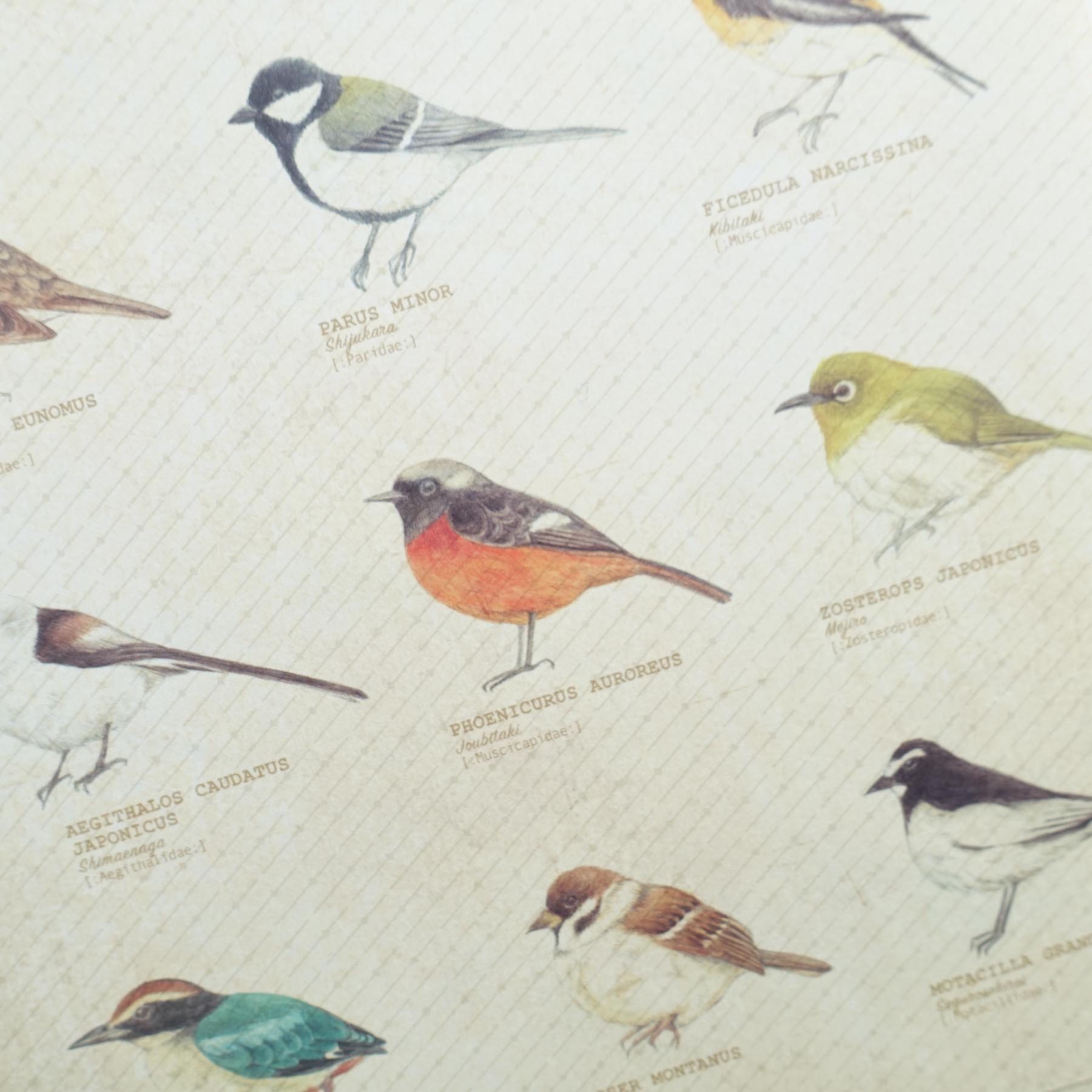Vintage letter writing set birds fairy wren robin australia