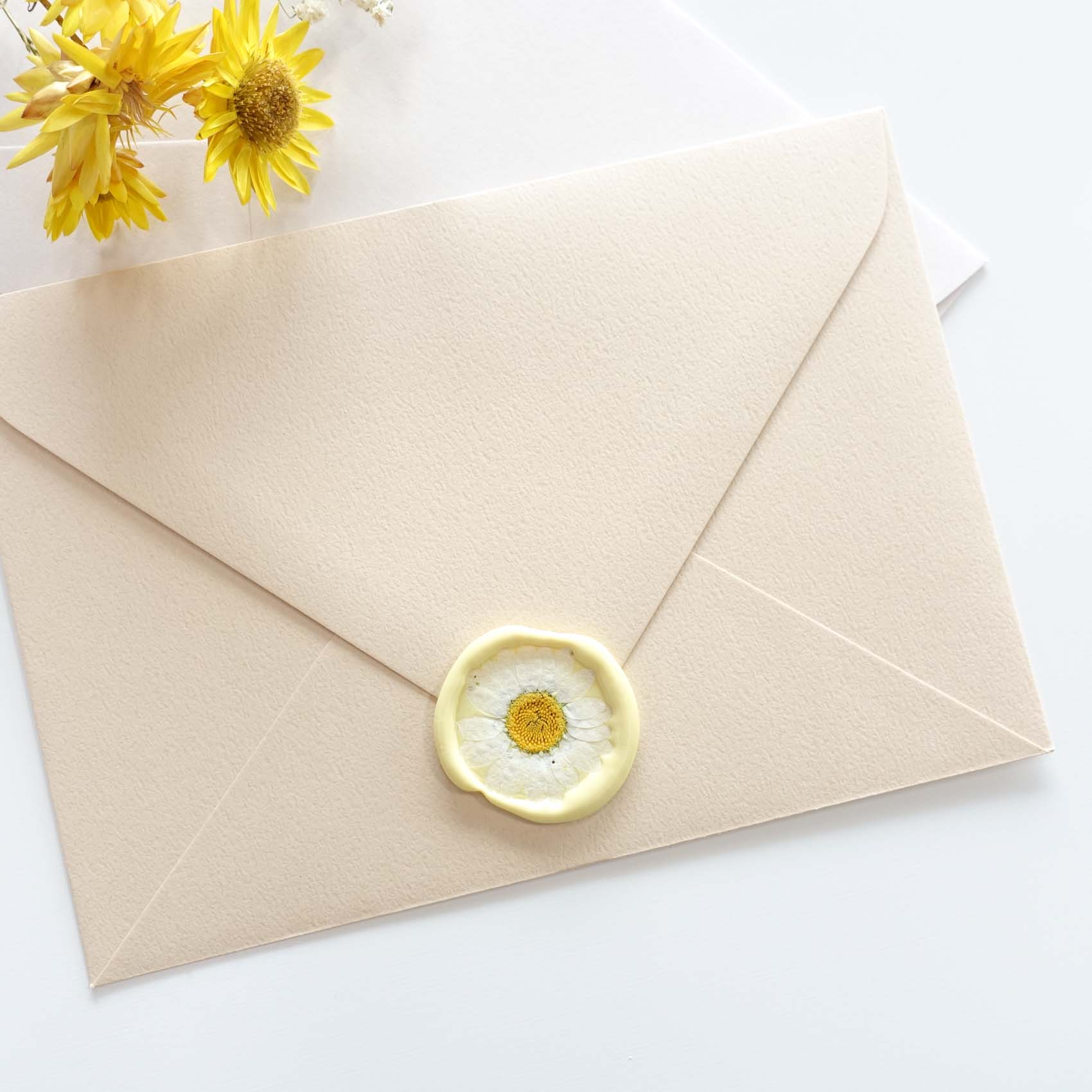 white daisy baby's breath pressed dried flowers australia for wax seal envelope