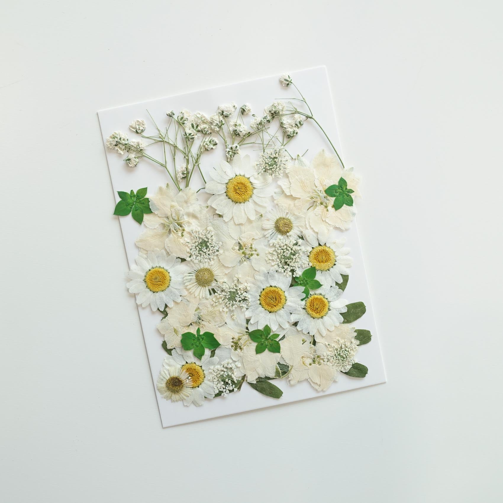 white daisy baby's breath pressed dried flowers australia for resin art wax seal crafts