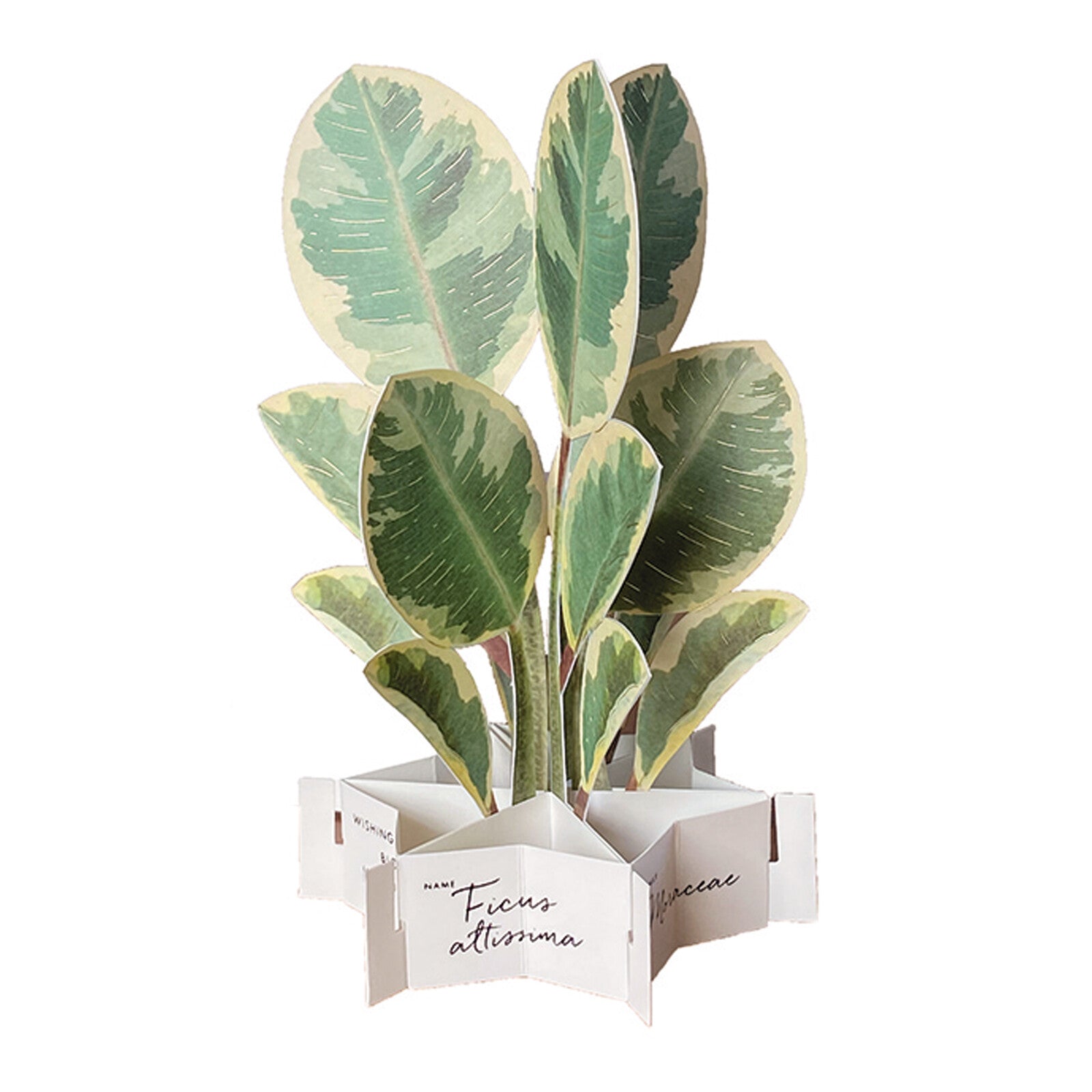 Council Tree (Ficus Altissima) Pop-Up Greeting Card