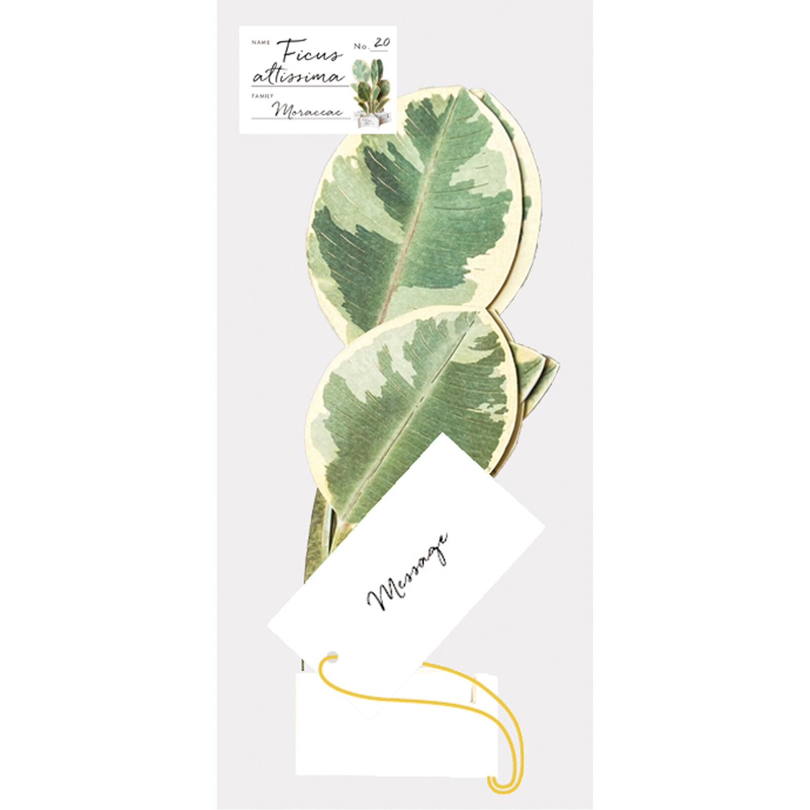 Council Tree (Ficus Altissima) Pop-Up Greeting Card