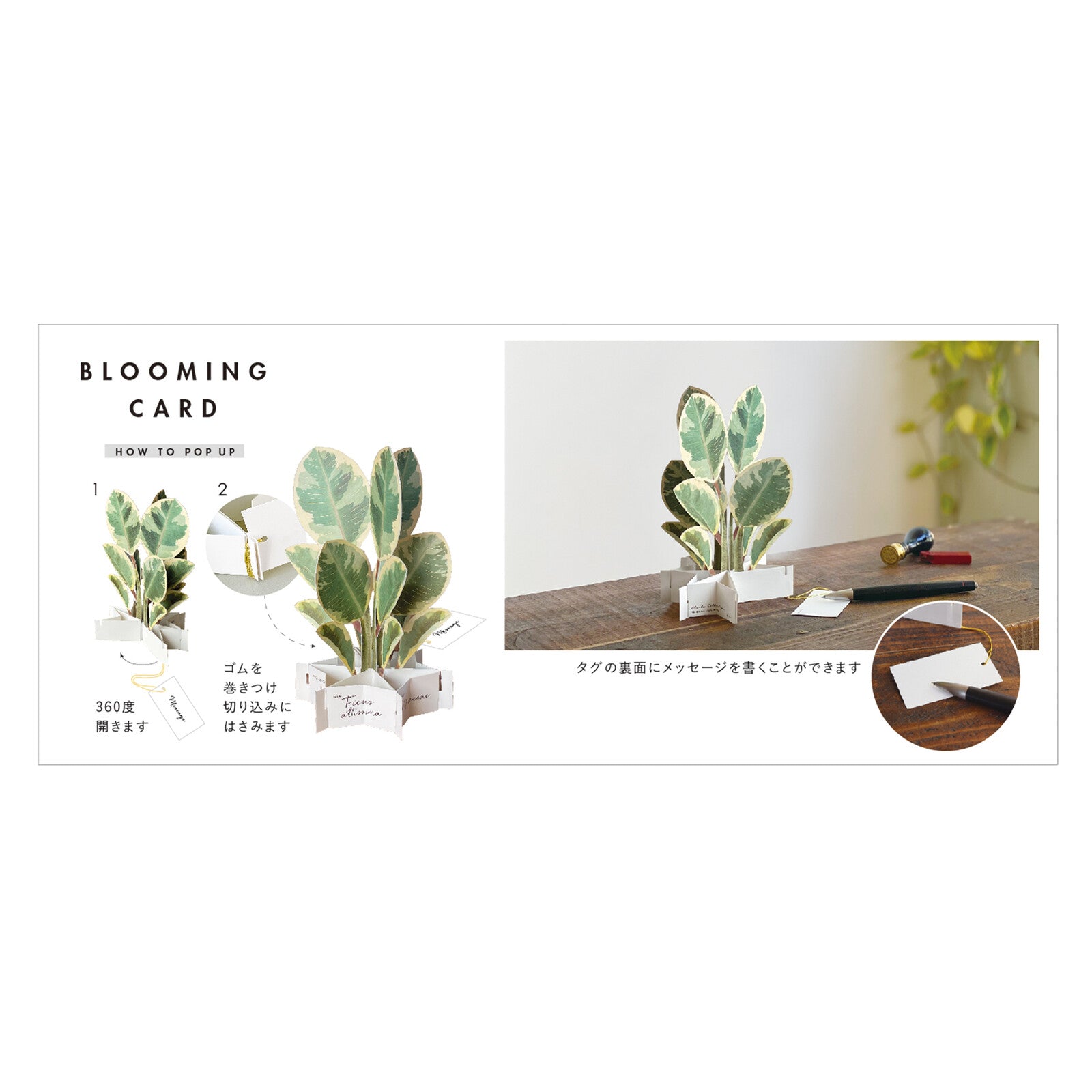 Council Tree (Ficus Altissima) Pop-Up Greeting Card