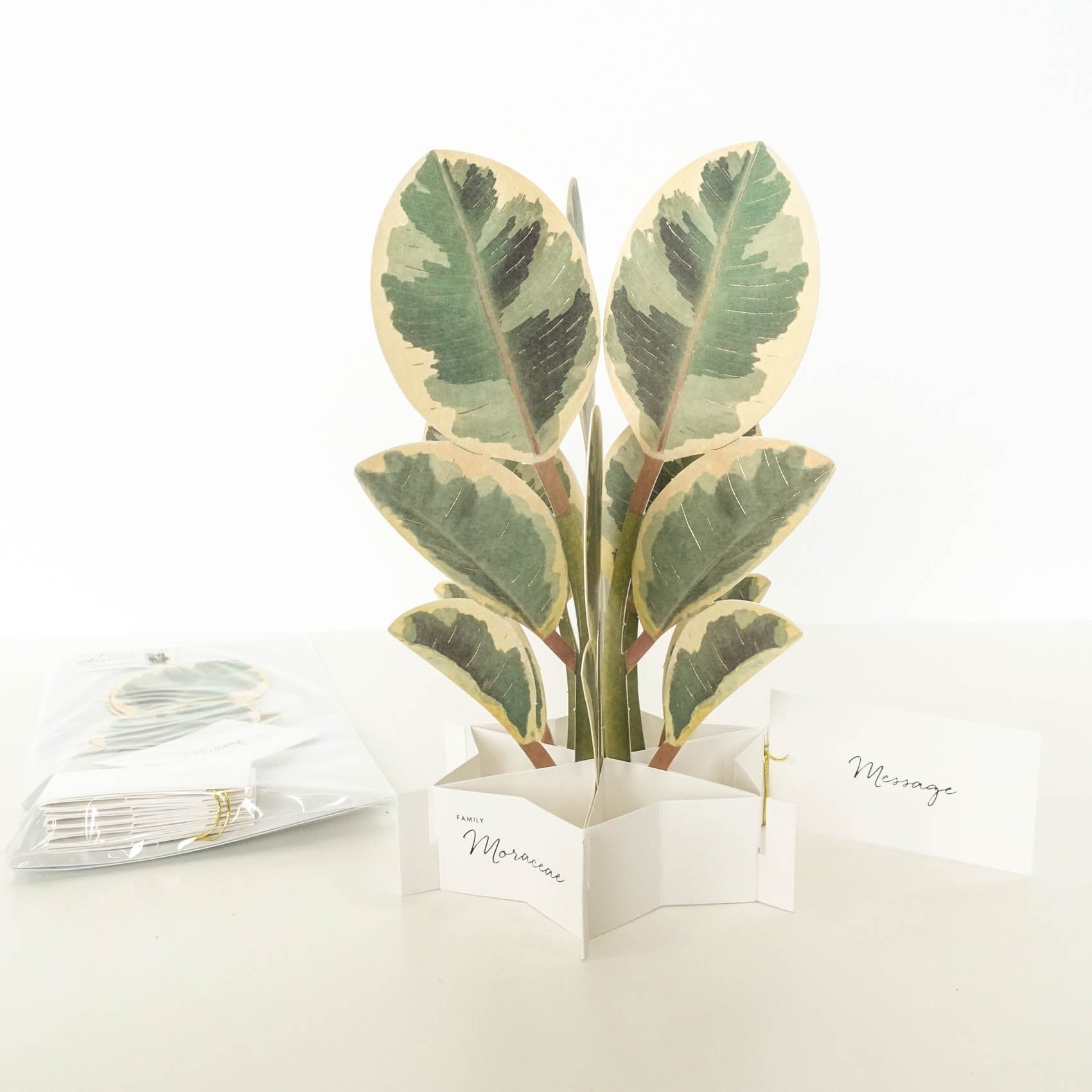 pop up indoor plant greeting card