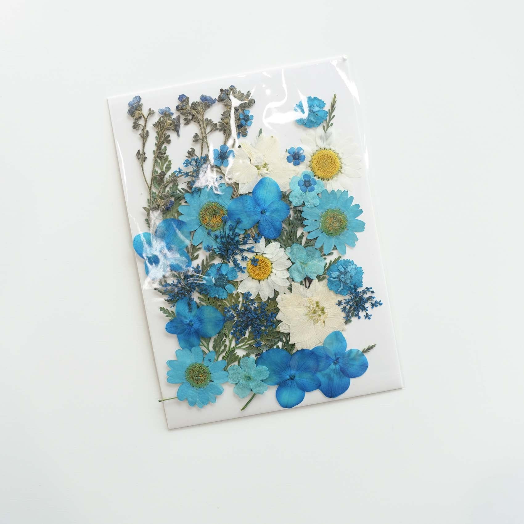blue daisy hydrangea pressed dried flowers australia for resin art wax seal crafts