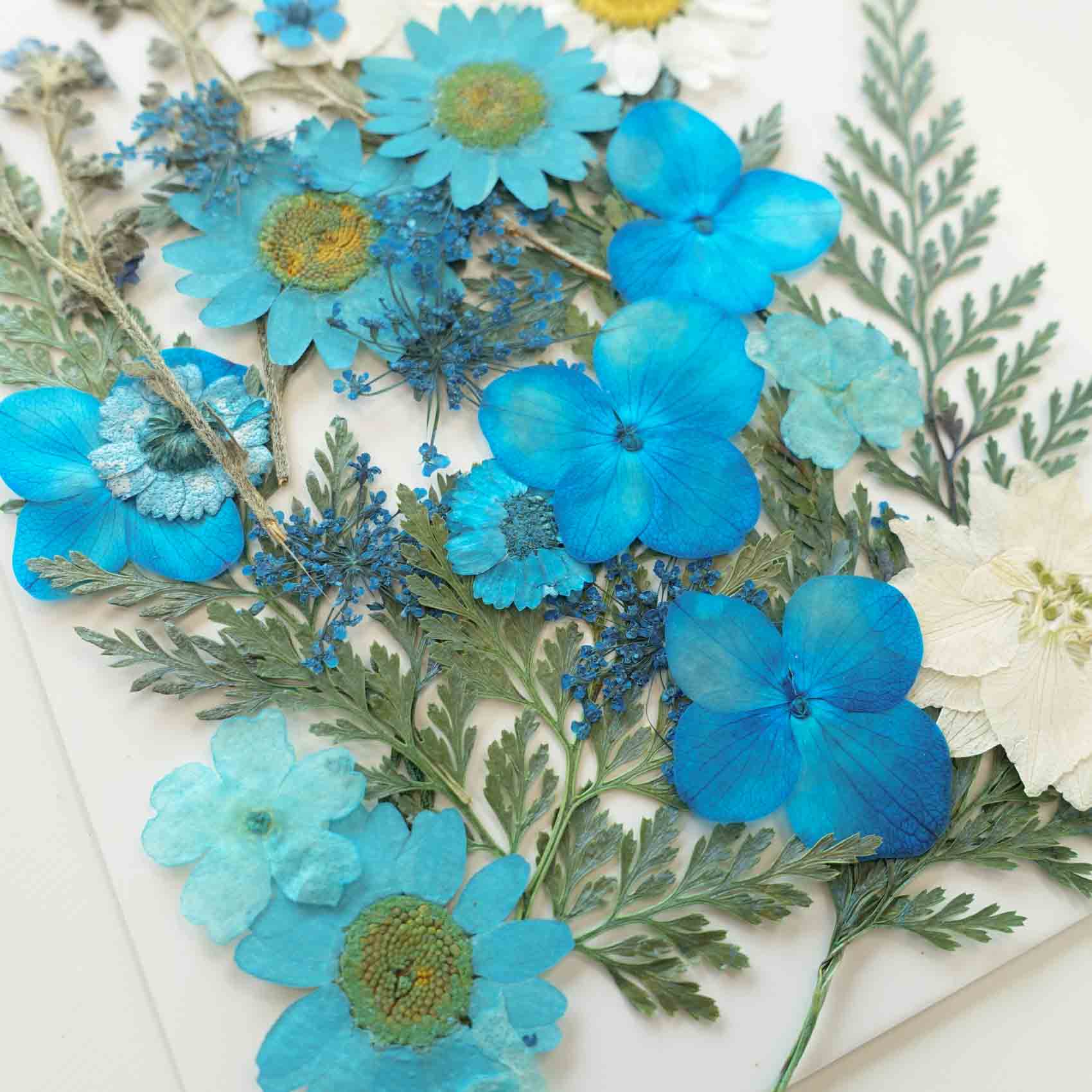 blue daisy hydrangea pressed dried flowers australia for resin art wax seal crafts