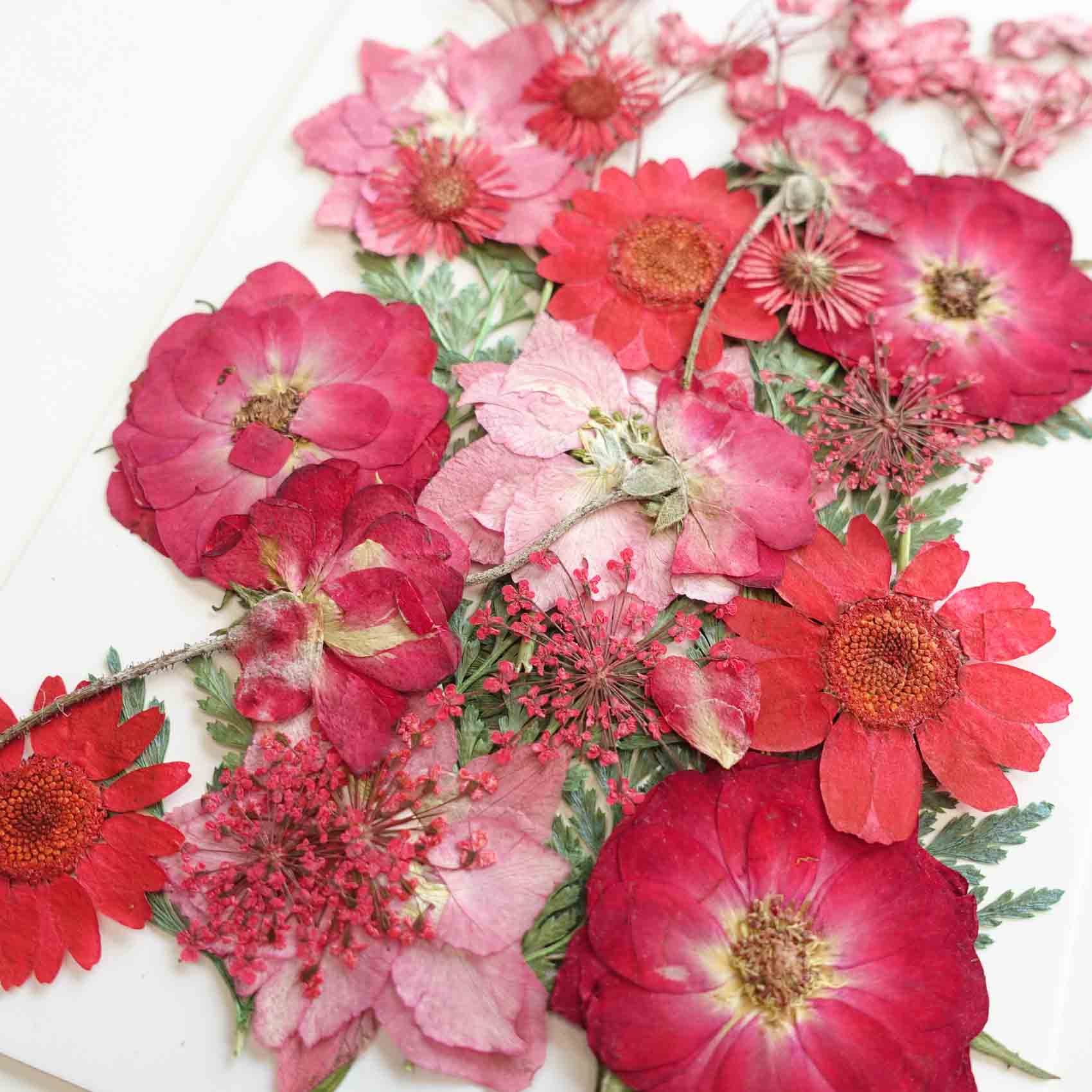red rose daisy hydrangea pressed dried flowers australia for resin art wax seal crafts