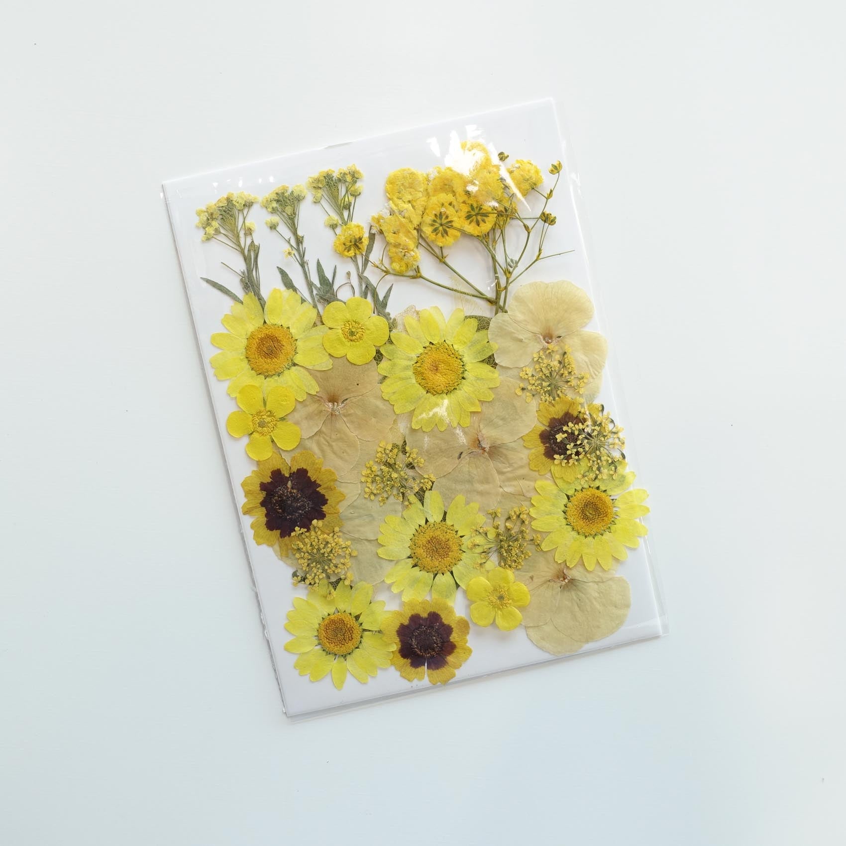 yellow daisy pressed dried flowers australia for resin art wax seal crafts