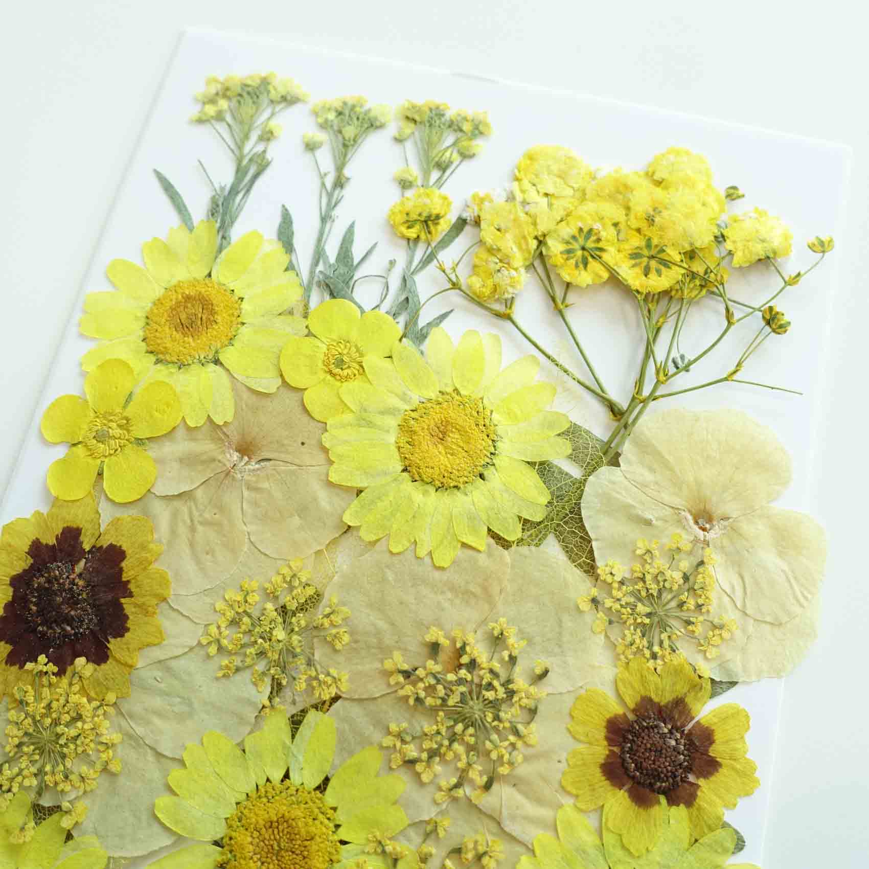 yellow daisy pressed dried flowers australia for resin art wax seal crafts