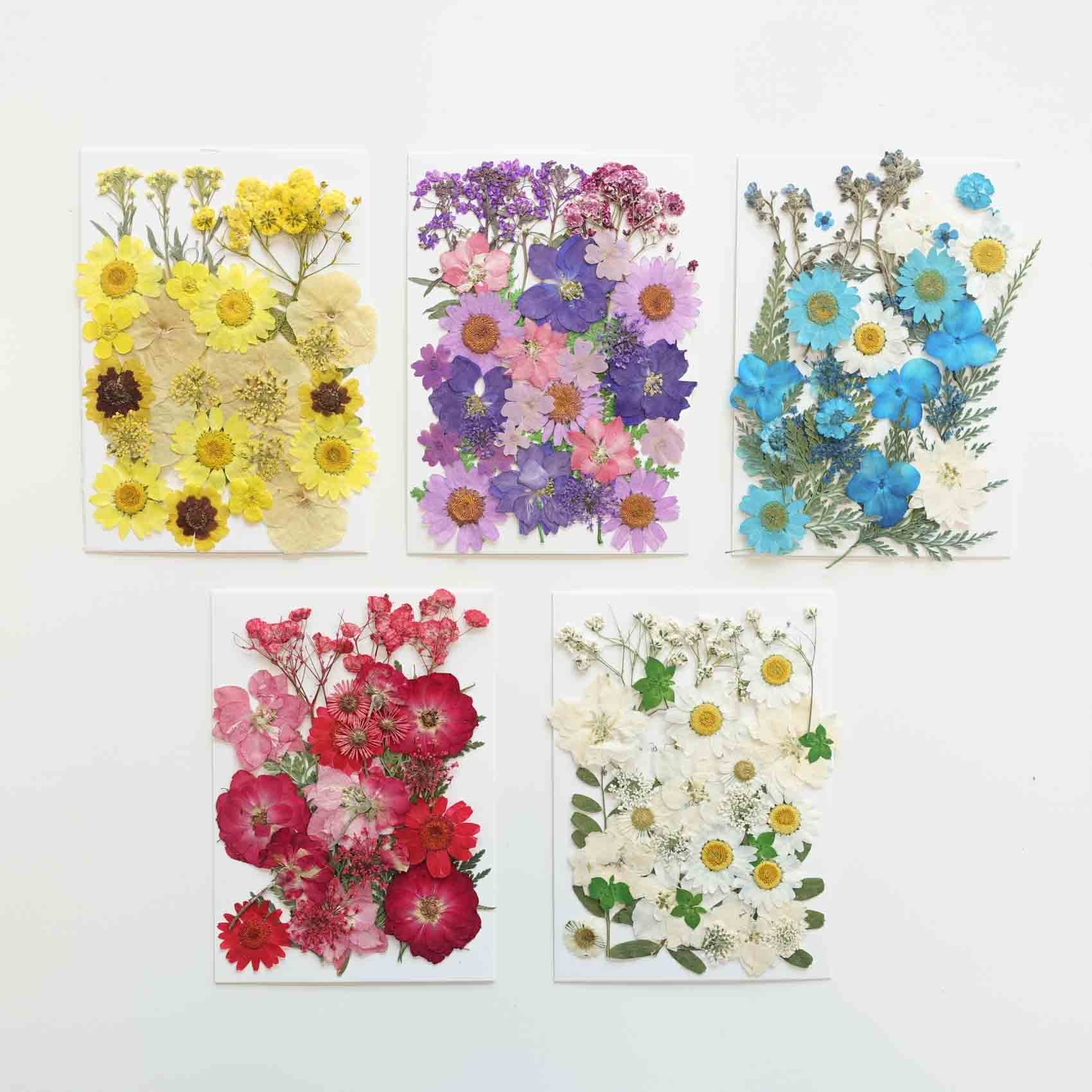 Pressed Dried Flowers Pack - Whites